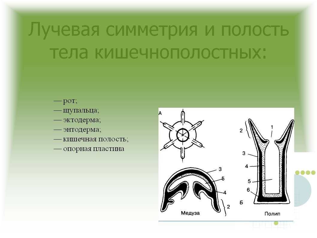 Тор браузер blacksprut