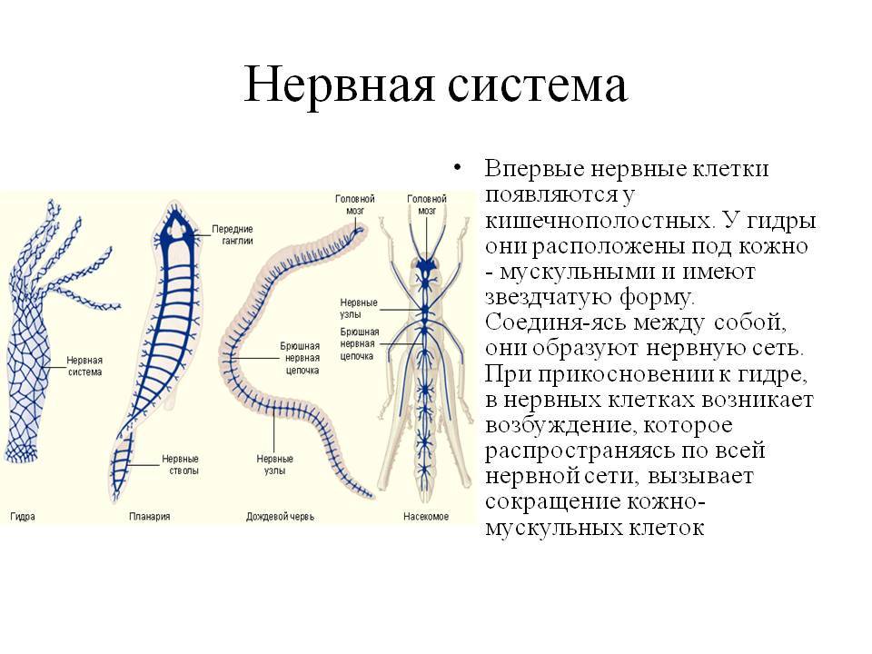 2fa код blacksprut где взять